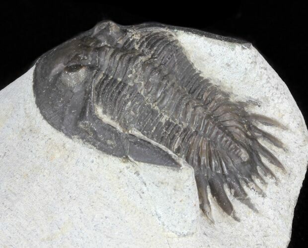 Bargain, Mrakibina Trilobite - Mrakib, Morocco #62076